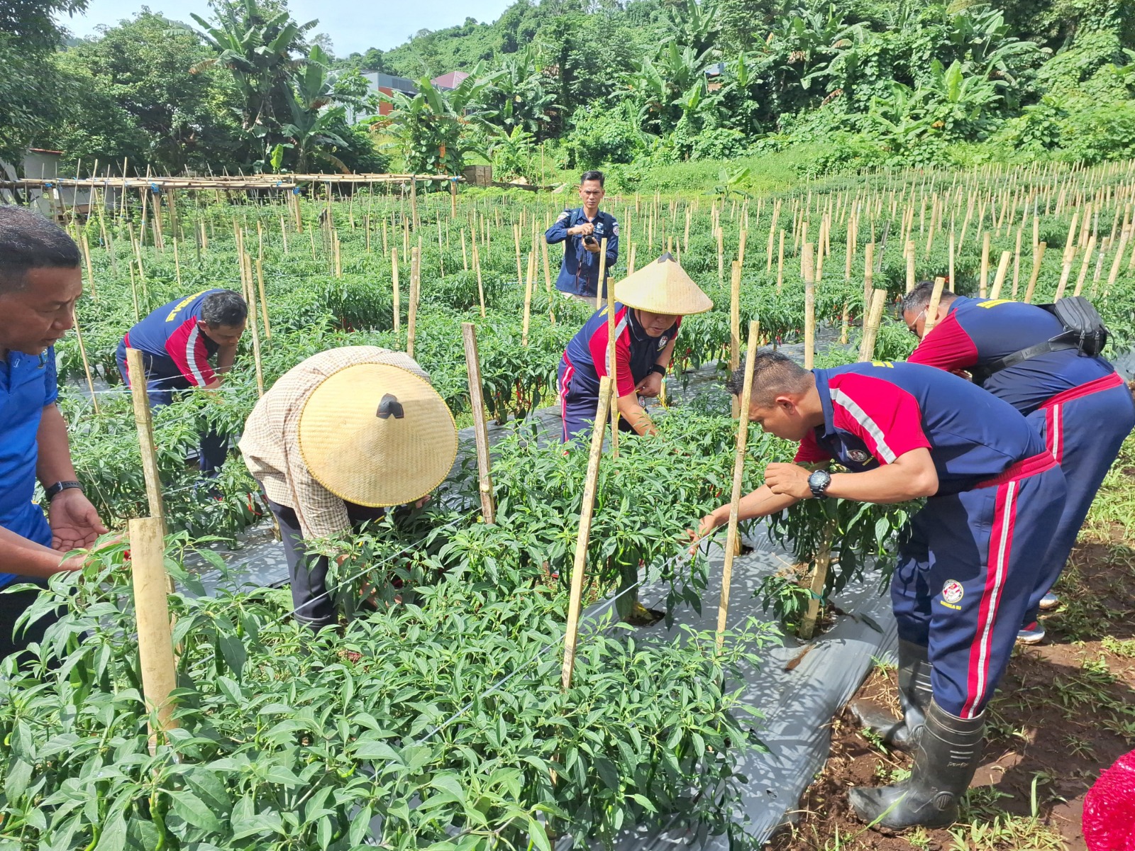 Sinergi Kuat Bakamla RI dan DWP, Panen Perdana Cabai Percepat Asta Cita Menuju Indonesia Emas