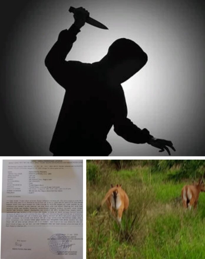 Remaja 15 Tahun Nyaris Jadi Korban Kekerasan Saat Pertahankan Hak atas Sapi Bantuan Desa