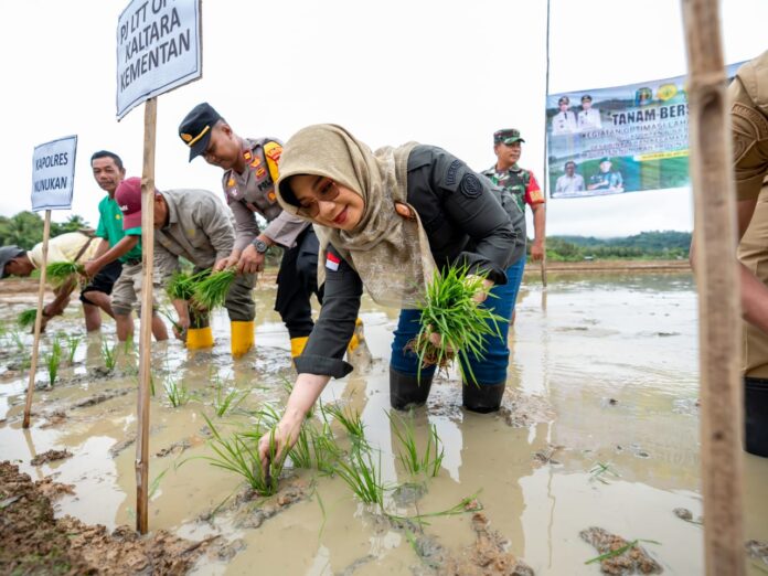 Swasembada Bukan Wacana: 7000 Hektare Sawah Dicetak di Kaltara